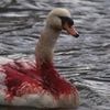 bloodiedswan