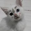 soup_rice