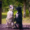 spice_topdog