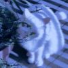 softcurrent8_