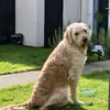 marleythegoldendo