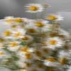 _i_love_daisies_