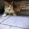 suara.tentang.dia0
