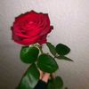 mariam.atef.0