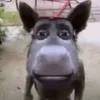 karandawj