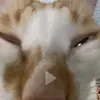 skibidi_eueueueu