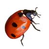 beetlegyse