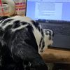 travis_dalmata1