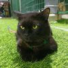 catfader0