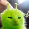 kitty_softpawz_