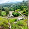 lapeguforestry