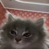 sisipisichke