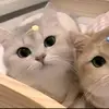 lin_nna12