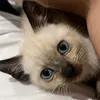 giornothecat5