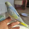 a5_srt