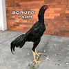 Borutofarmtng