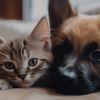 maya.pets4