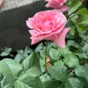 .hemn.ali.abdulla
