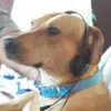 diadecaramelo