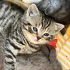 raicabeonlinehome