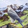 shaidakhan793