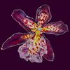 orchids fairies