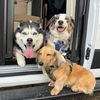 thosetravelingdogs