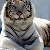 whitetiger072
