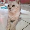 aisyah.siti113