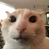 tmreditvs