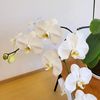 chuhua019