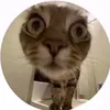 qlwzy1