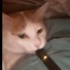 gatoveryhigh