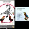 pavo3478