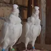 جعفر محمد