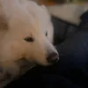wildaemma5