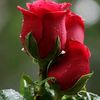 redrose3452