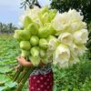 mdtanvirahamed9175