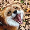 kozyfox