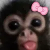 rice_ice12