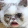 furry_chris9