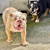 sofi_englishbulldogs