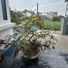 vthlananh001