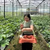 thu.tran236