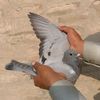 Raceing pigeon loft🕊️🕊️