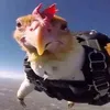 eldiavolobro