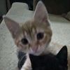 hector_22.3