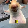 本喵叫兔兔