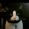 noppor_de_anaconda