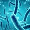 bacteriaorg